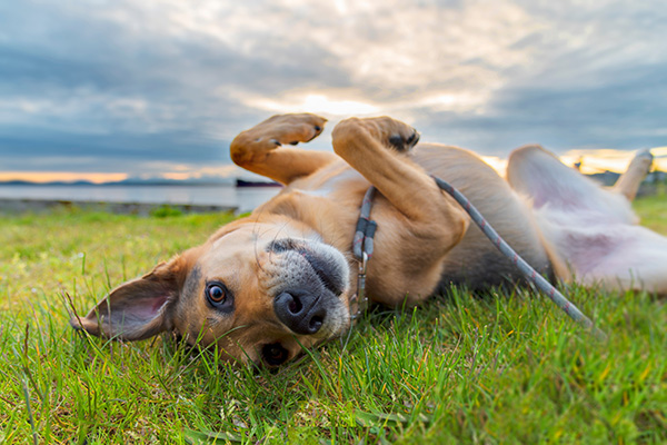 Dog rolling in the grass