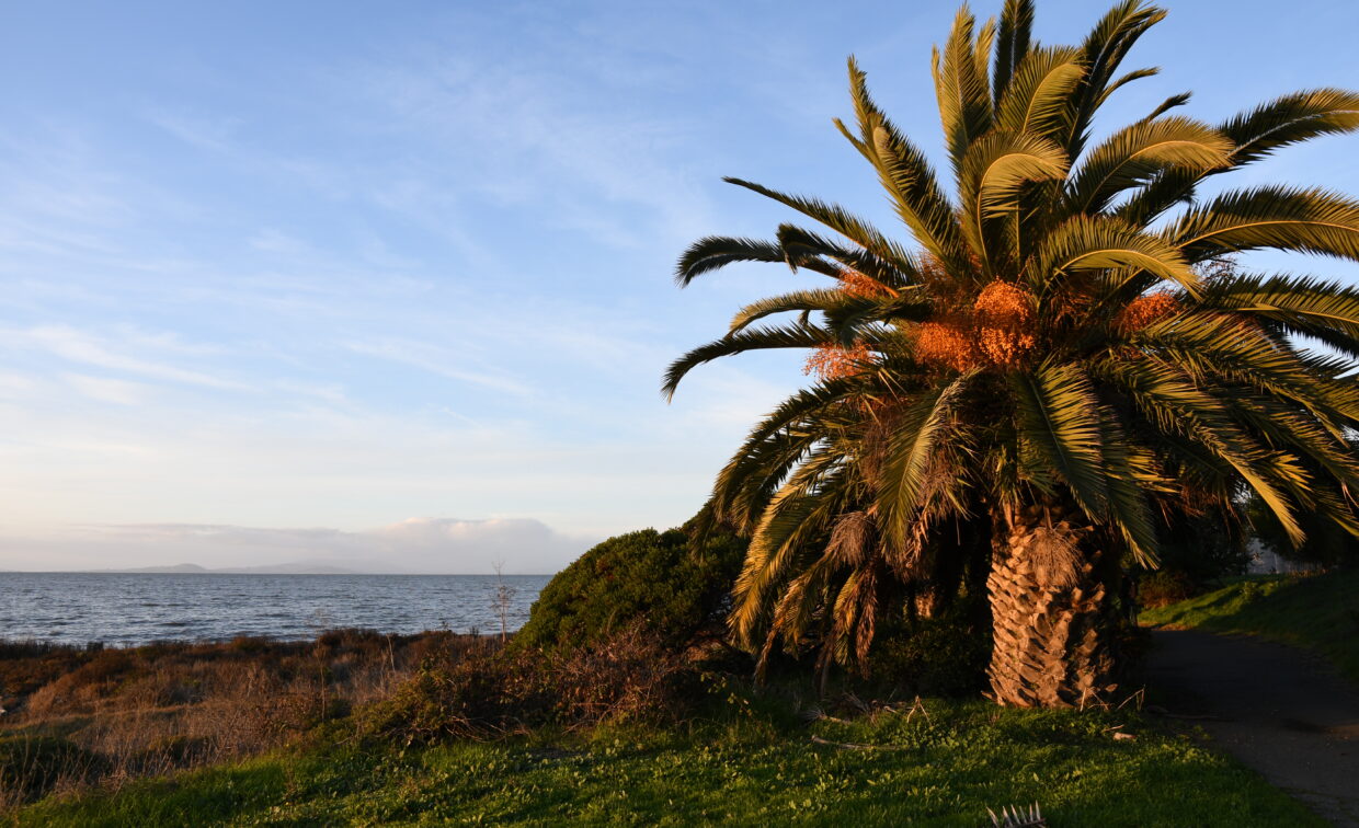 Palm tree at Bayfront Park