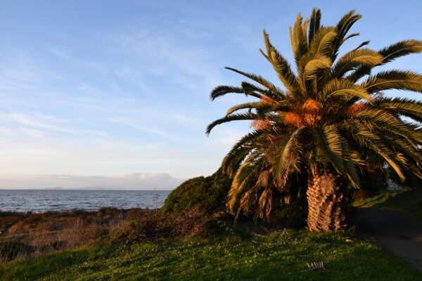 Palm tree at Bayfront Park