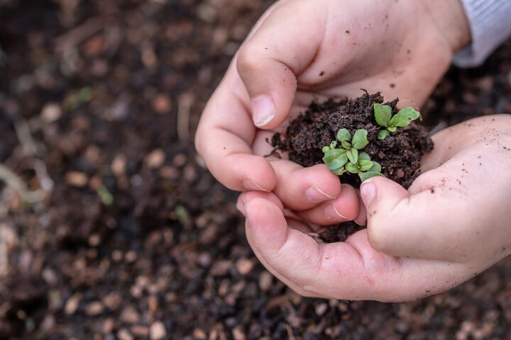 A Childs hands holding seedlings above the dirt