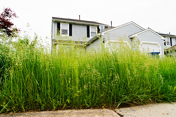 Overgrown grass in front of a home