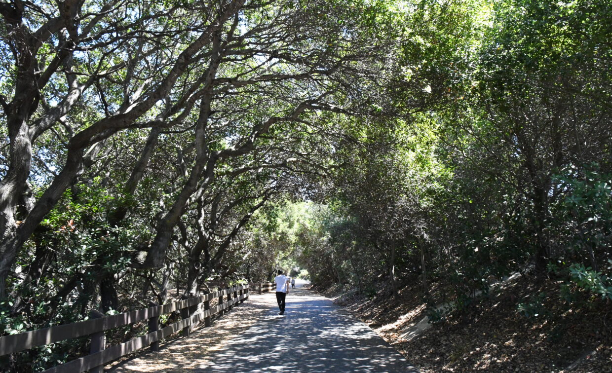 Pinole Valley Park trail