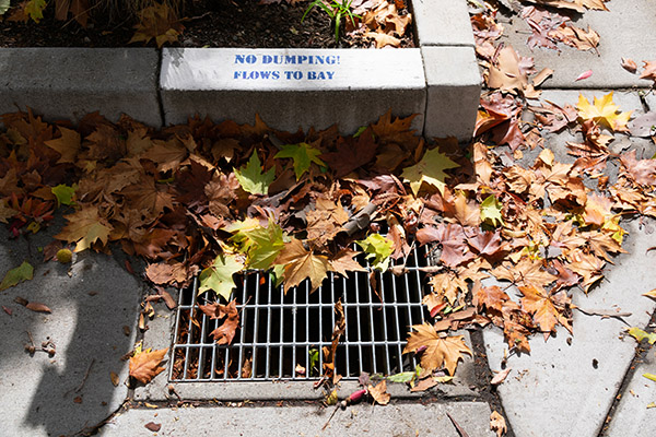 No Dumping Flows to Bay warning sign near grating storm drain semi-covered with leaves.