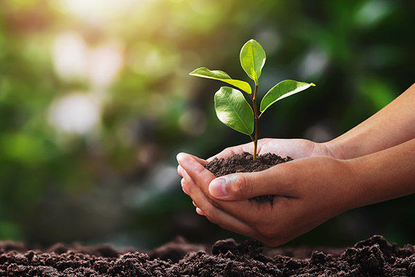 Hand holding a small, green tree for planting.