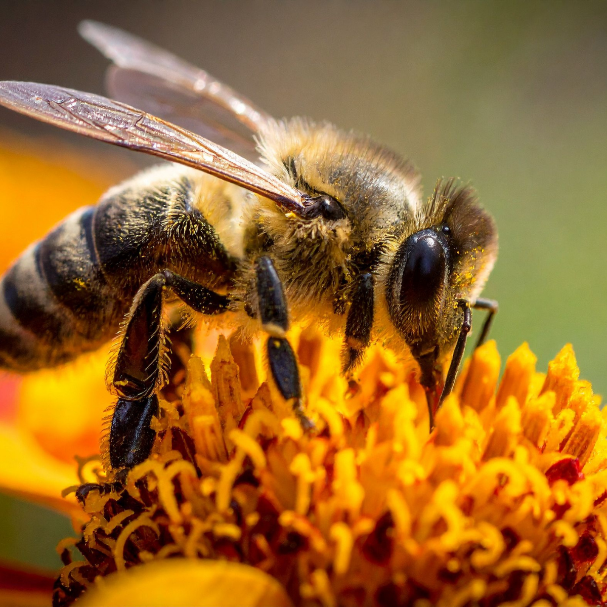 Pinole Pollinator Pathway 2026